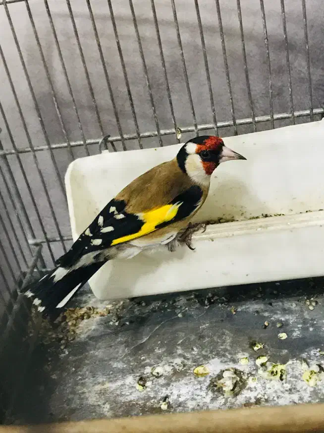 جوجه سهره رسمی پایزه|پرنده|پاکدشت, پاکدشت (مامازند)|دیوار