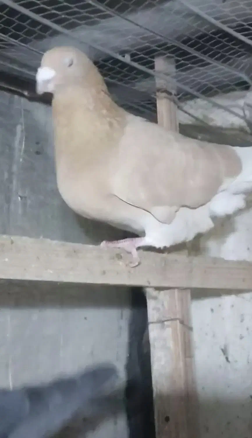 کبوتر گمشده|حیوانات|اندیمشک, |دیوار