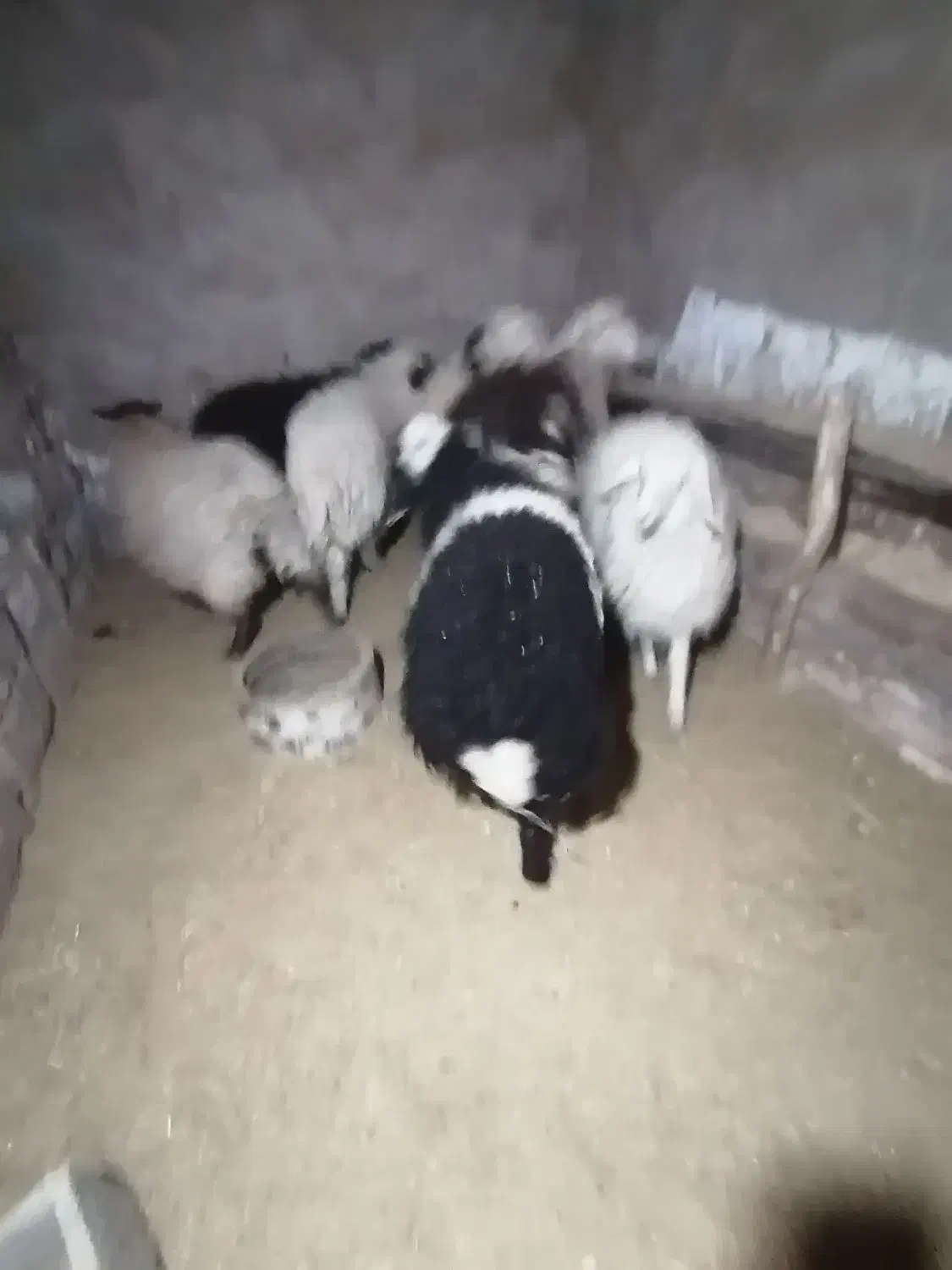 فروش بره نر و ماده|حیوانات مزرعه|کرمان, |دیوار