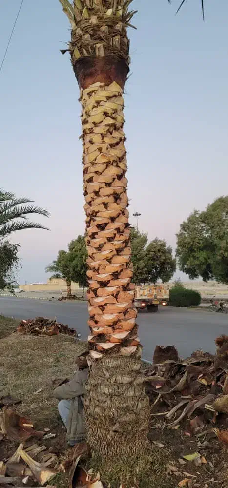 انجامه تمام کار های نخل او باغچه او علف زنی|خدمات باغبانی و درختکاری|شادگان, |دیوار