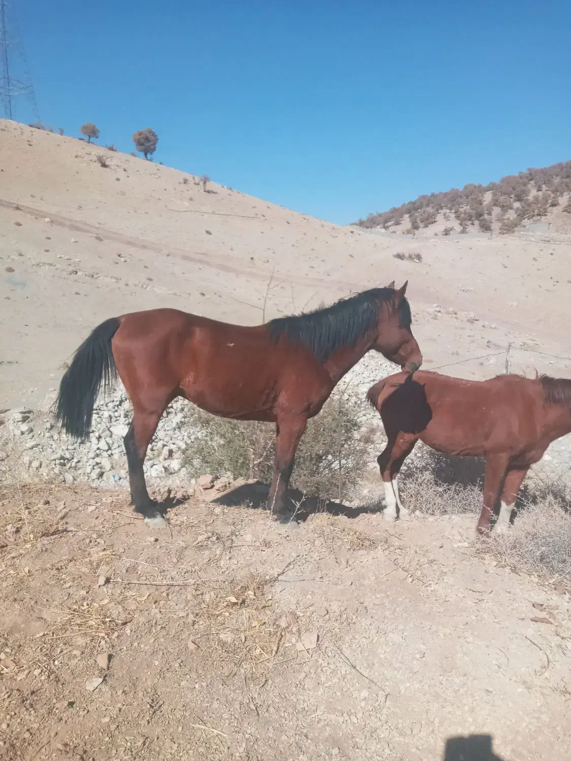 با سلام دو رس اسب خوب نژاد دار|اسب و تجهیزات اسبسواری|یاسوج, |دیوار