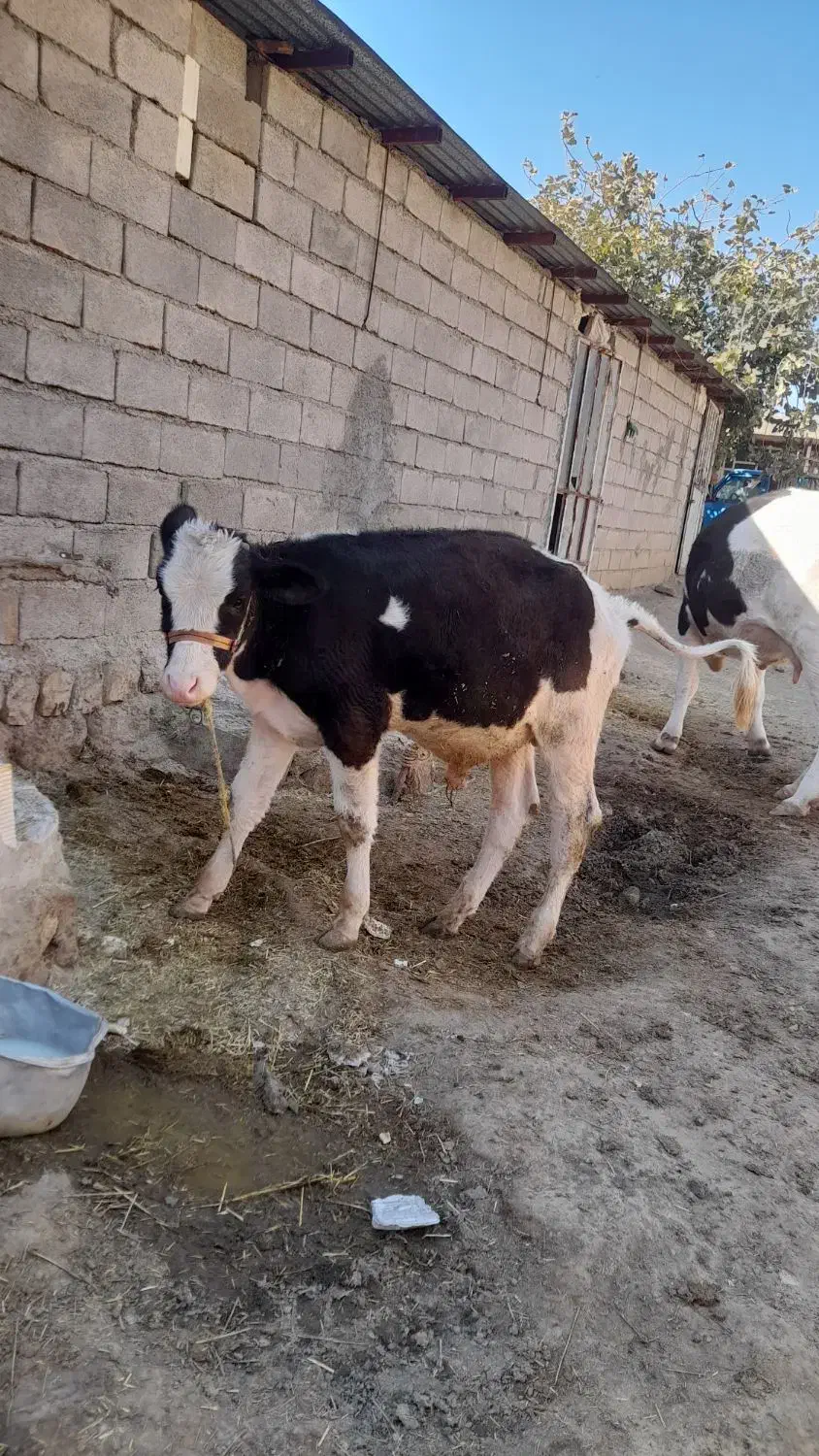 گوساله|حیوانات مزرعه|خرم‌آباد, |دیوار