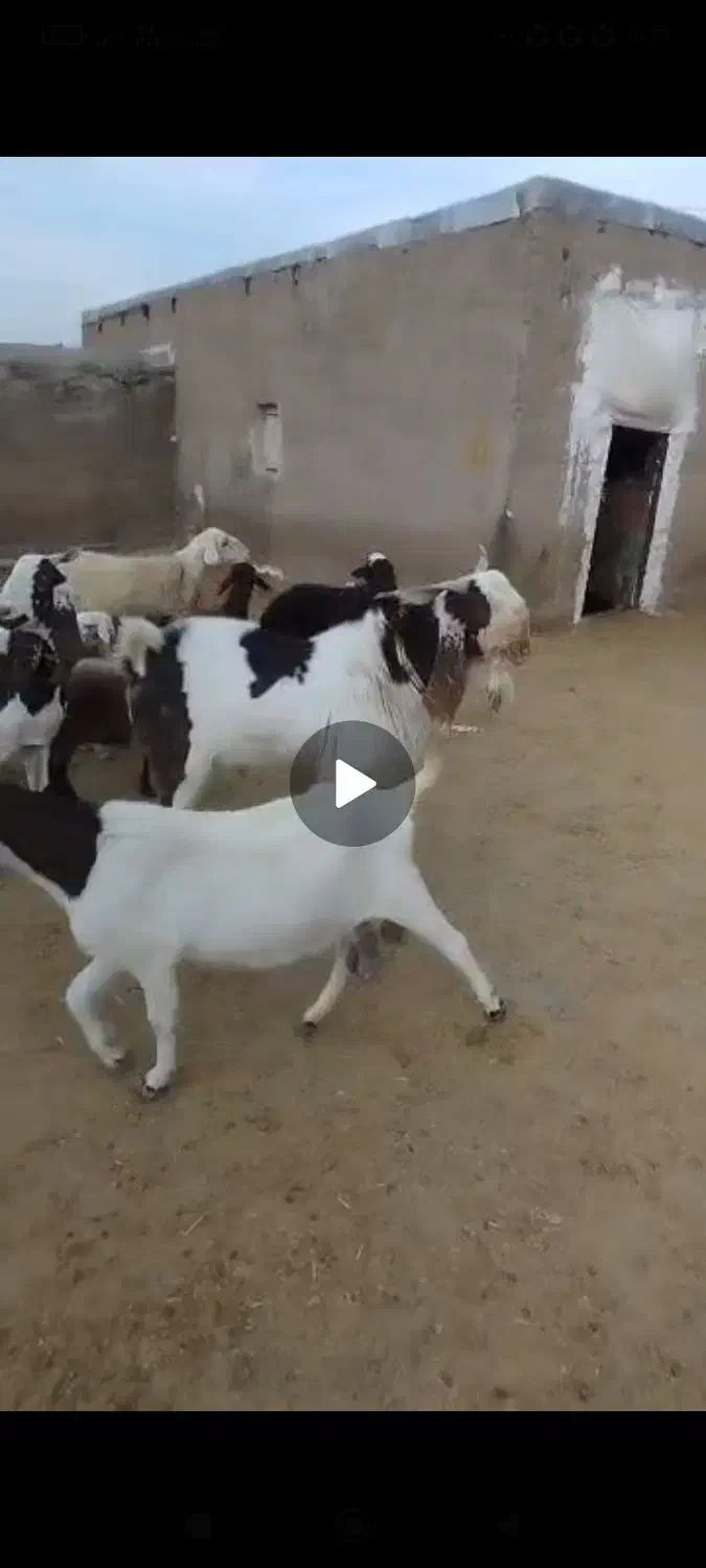 فروش دو عدد بز و سابرین نژدی و ورن|حیوانات مزرعه|نورآباد, |دیوار