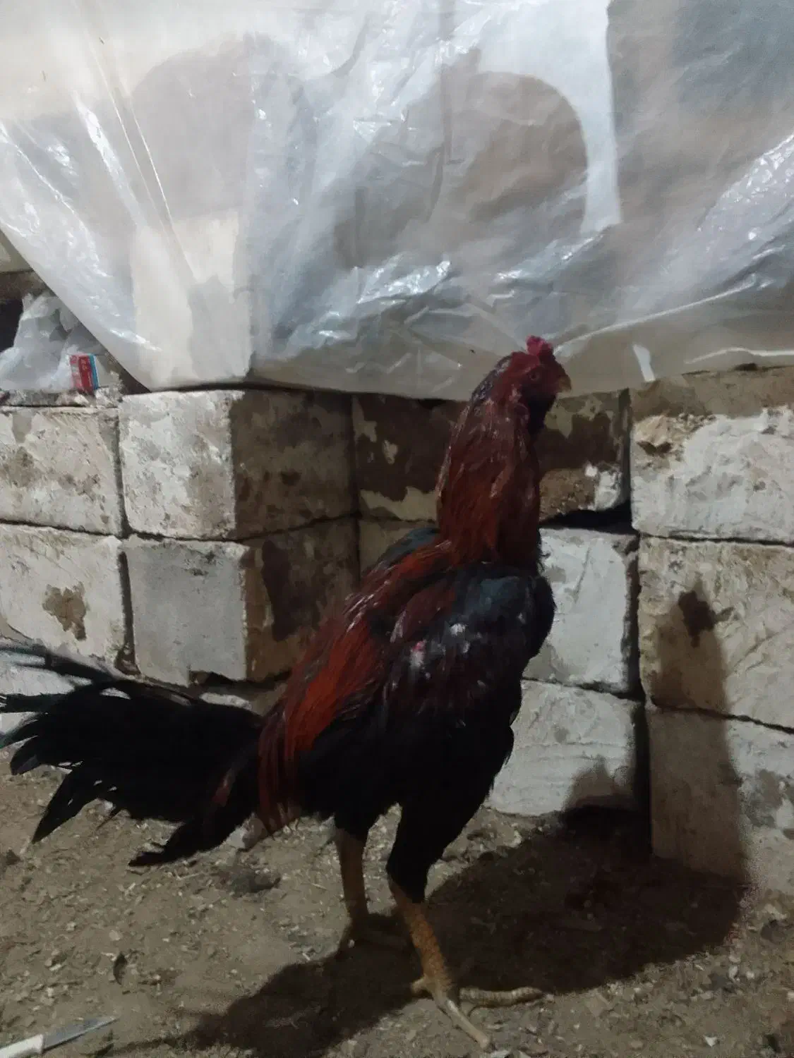 لاری ۱۱ماهه خ ر و س|حیوانات مزرعه|چهاربرج, |دیوار