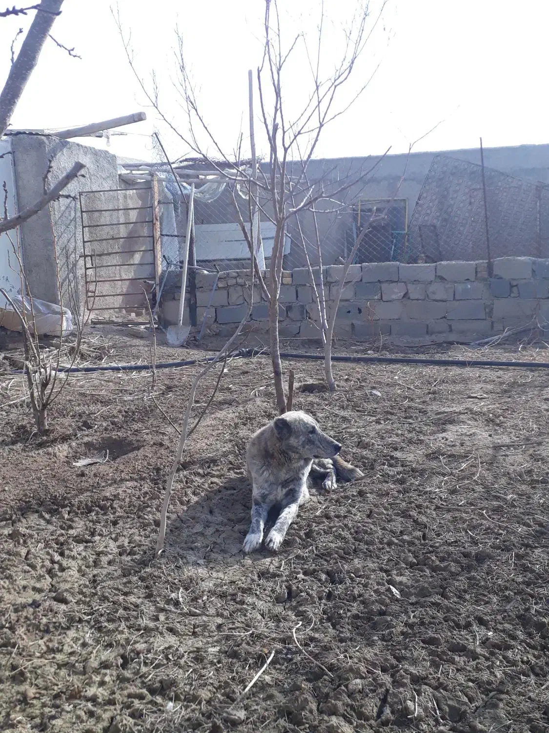 سگ نگهبانسگ|سگ|جوادآباد, |دیوار