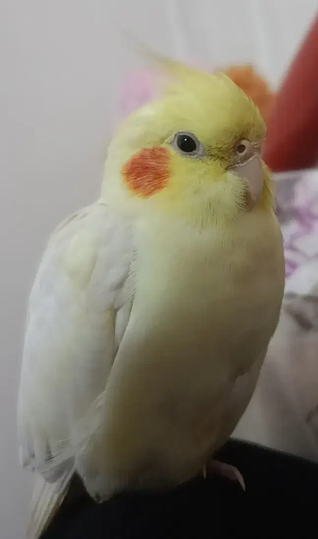 عروس هلندی گمشده محدوده مینودر|حیوانات|قزوین, |دیوار