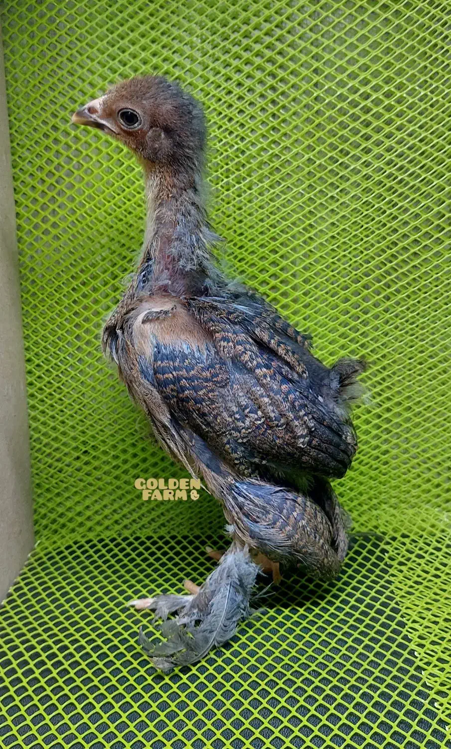 جوجه برهما 1ماهه|حیوانات مزرعه|هشتگرد, شهرک ولیعصر (مصلی)|دیوار