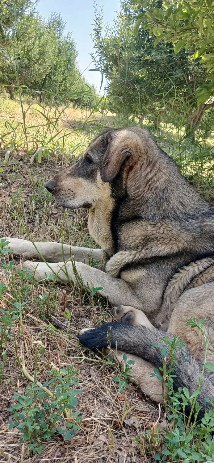 توله عراقی ۱۵ماهه|حیوانات|نقده, |دیوار