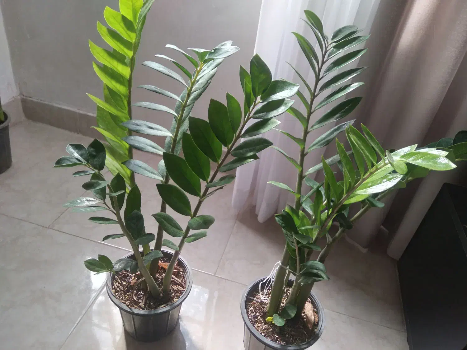 گل و گیاه آپارتمانی|گل و گیاه طبیعی|اقبالیه, |دیوار