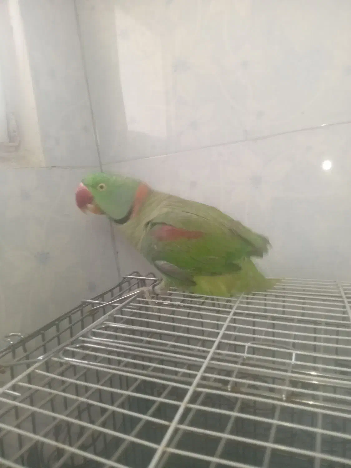 شاه طوطی نر بالغ|پرنده|ملارد, |دیوار