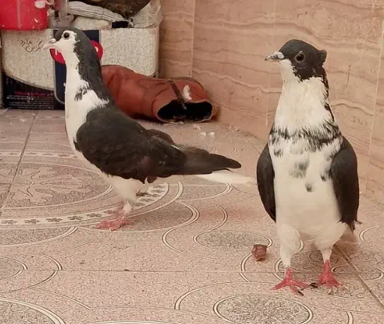 جفت ساده سیاه کاکل افشون|پرنده|ایرانشهر, |دیوار