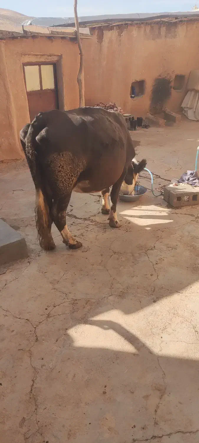 گوساله سمیتال ماده فروشی|حیوانات مزرعه|دهگلان, |دیوار