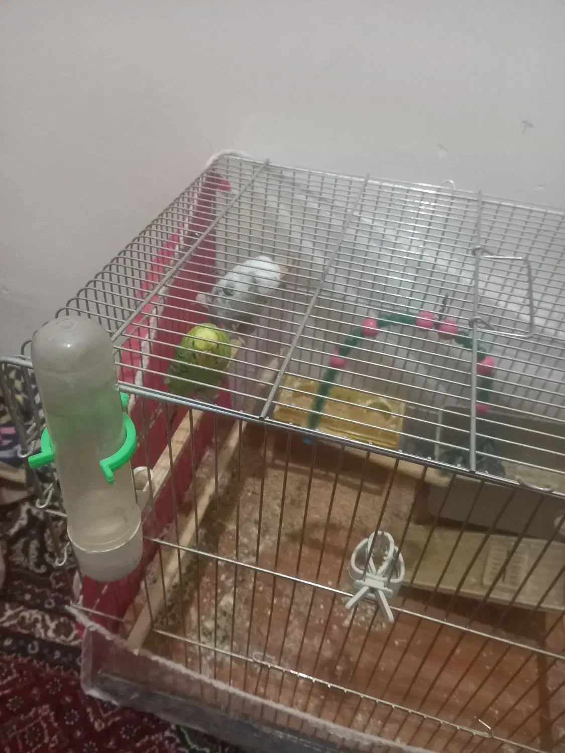 دوعددمرغ عشق بادوتاجوجه۱۶۰۰|پرنده|سنندج, |دیوار