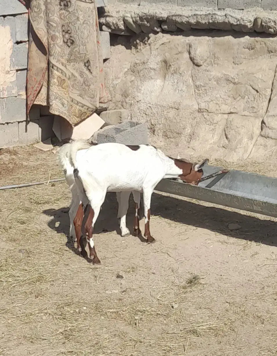 بز ماده|حیوانات مزرعه|میناب, |دیوار