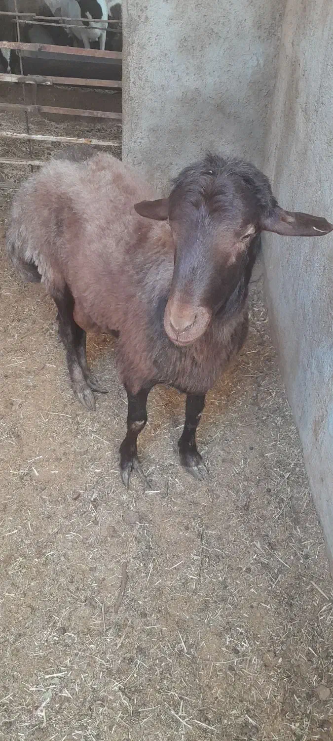 بره افشاری جوان|حیوانات مزرعه|میبد, |دیوار