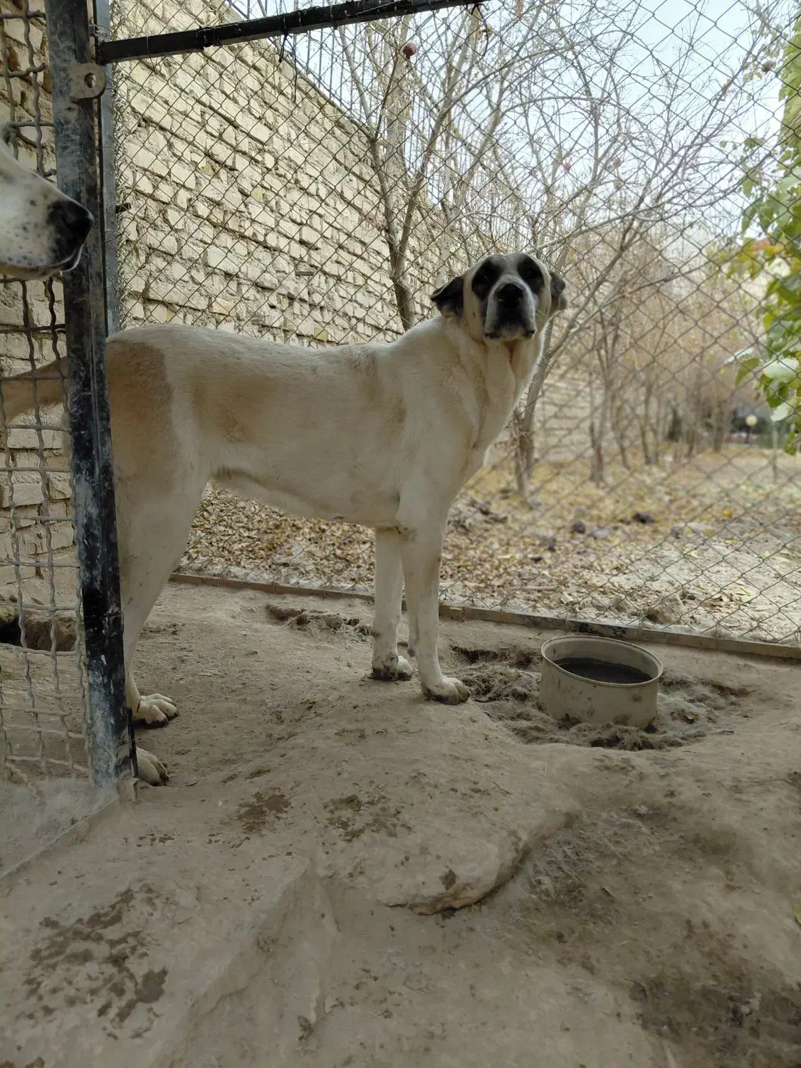 سگ ماده نگهبان افغان خراسانی سرابی الابای|سگ|شریفآباد, |دیوار