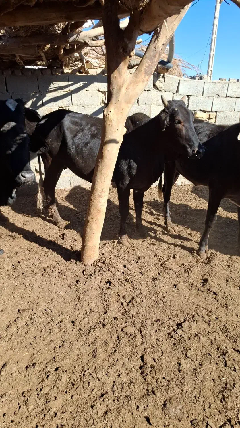 فروش تعداد گوساله وگستر|حیوانات مزرعه|هیرمند, |دیوار