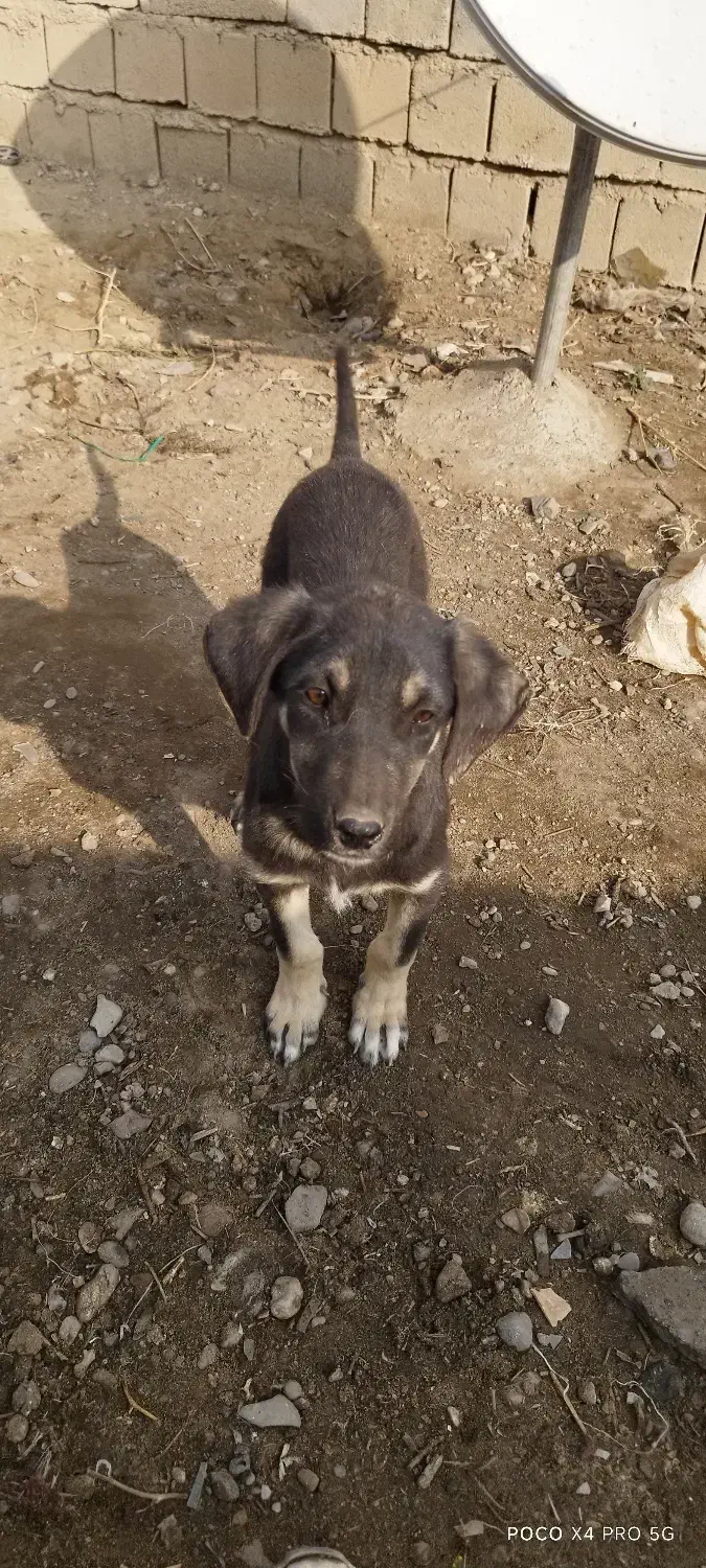 توله سگ عراقی|سگ|میاندوآب, |دیوار