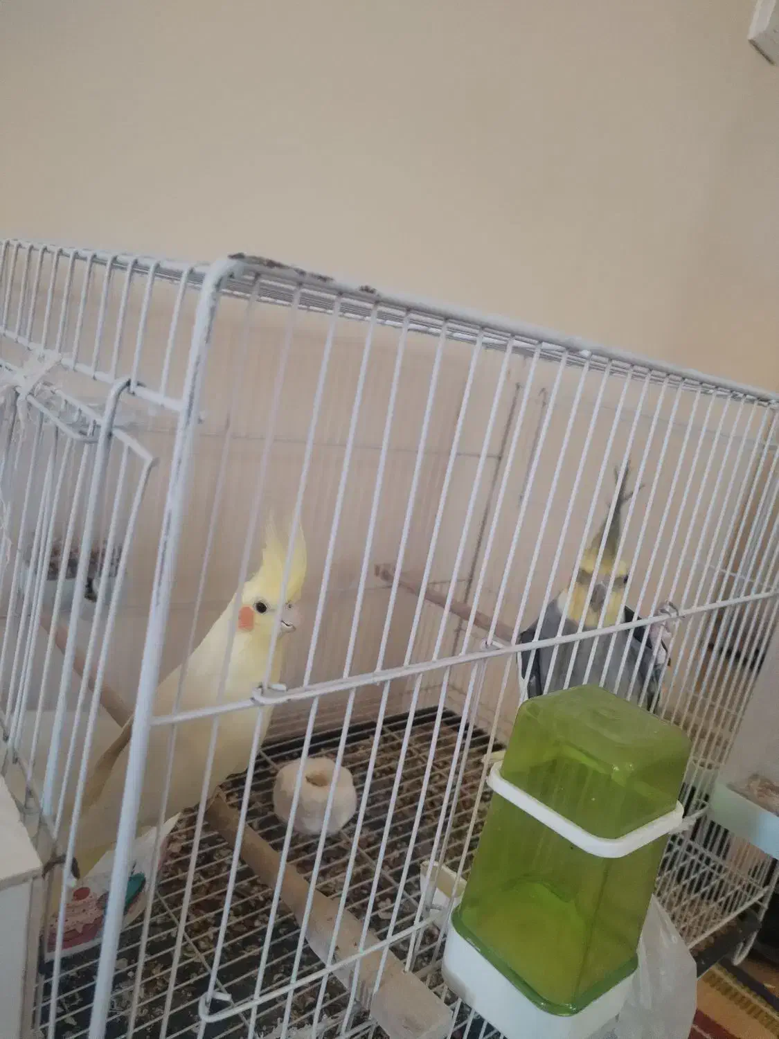 عروس هلندی به همراه قفس و لانه|پرنده|نیشابور, بزرگمهر|دیوار