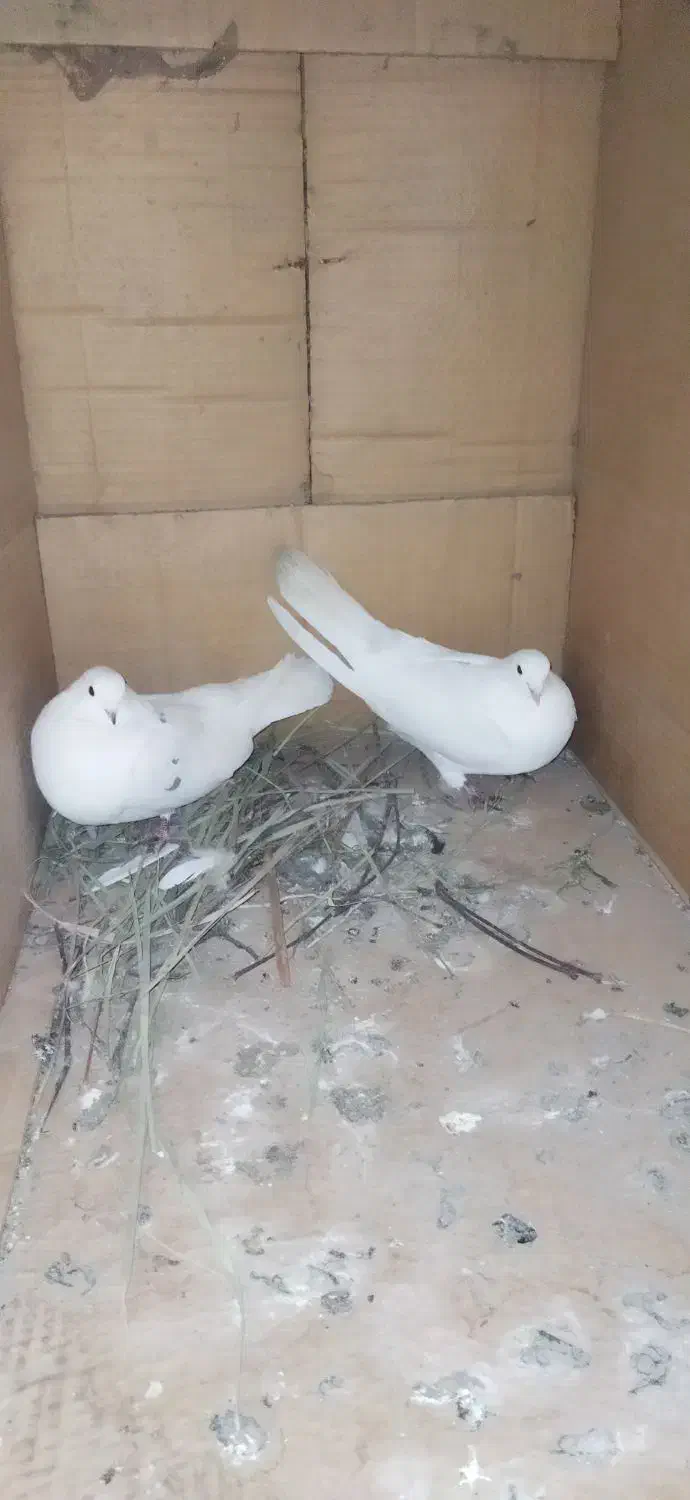 سفید تهرونی|پرنده|یزد, |دیوار