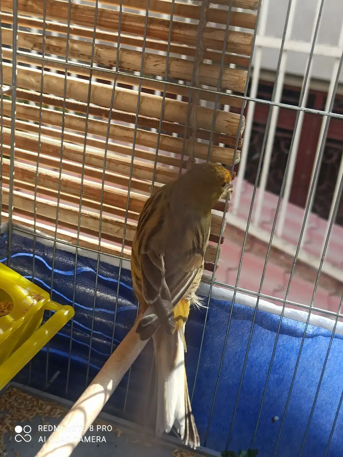 قناری آواز خوان|پرنده|بروجرد, |دیوار