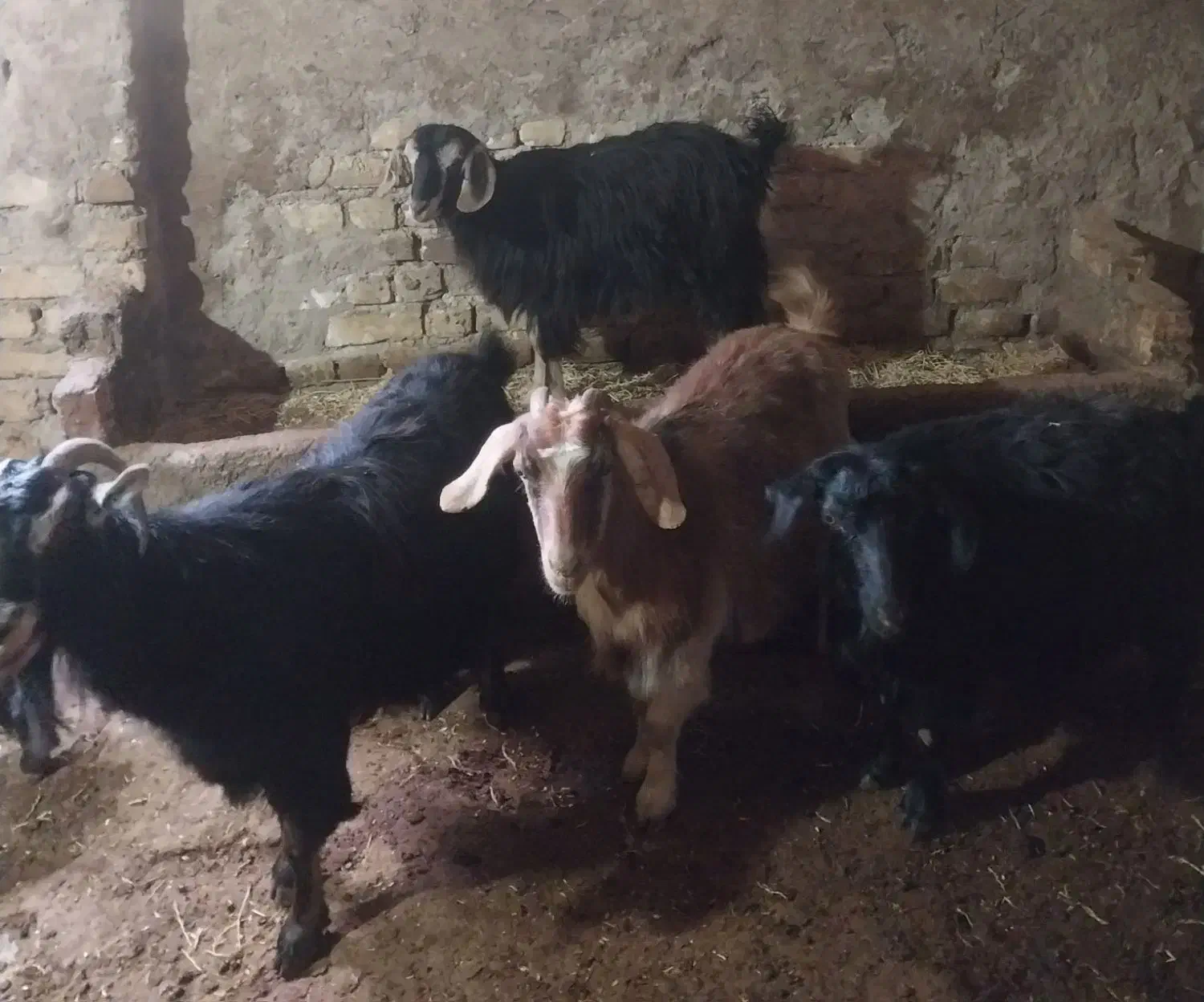 ۴ عدد بز|حیوانات مزرعه|سجاس رود, |دیوار