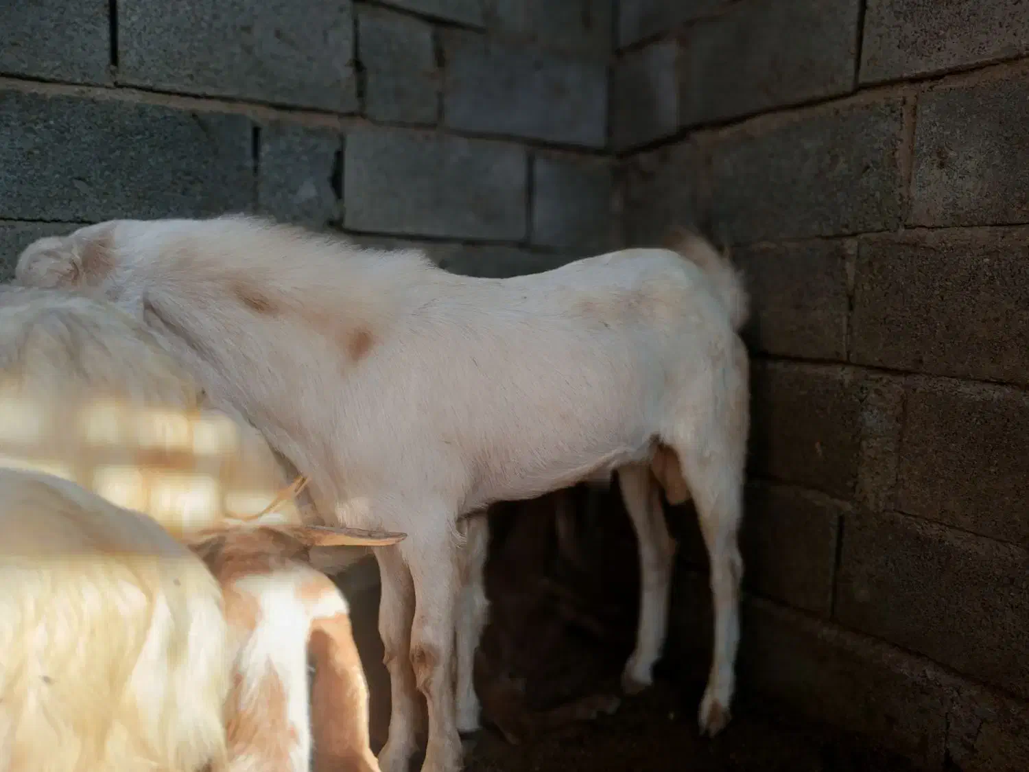 چپش نر|حیوانات مزرعه|فاریاب, |دیوار