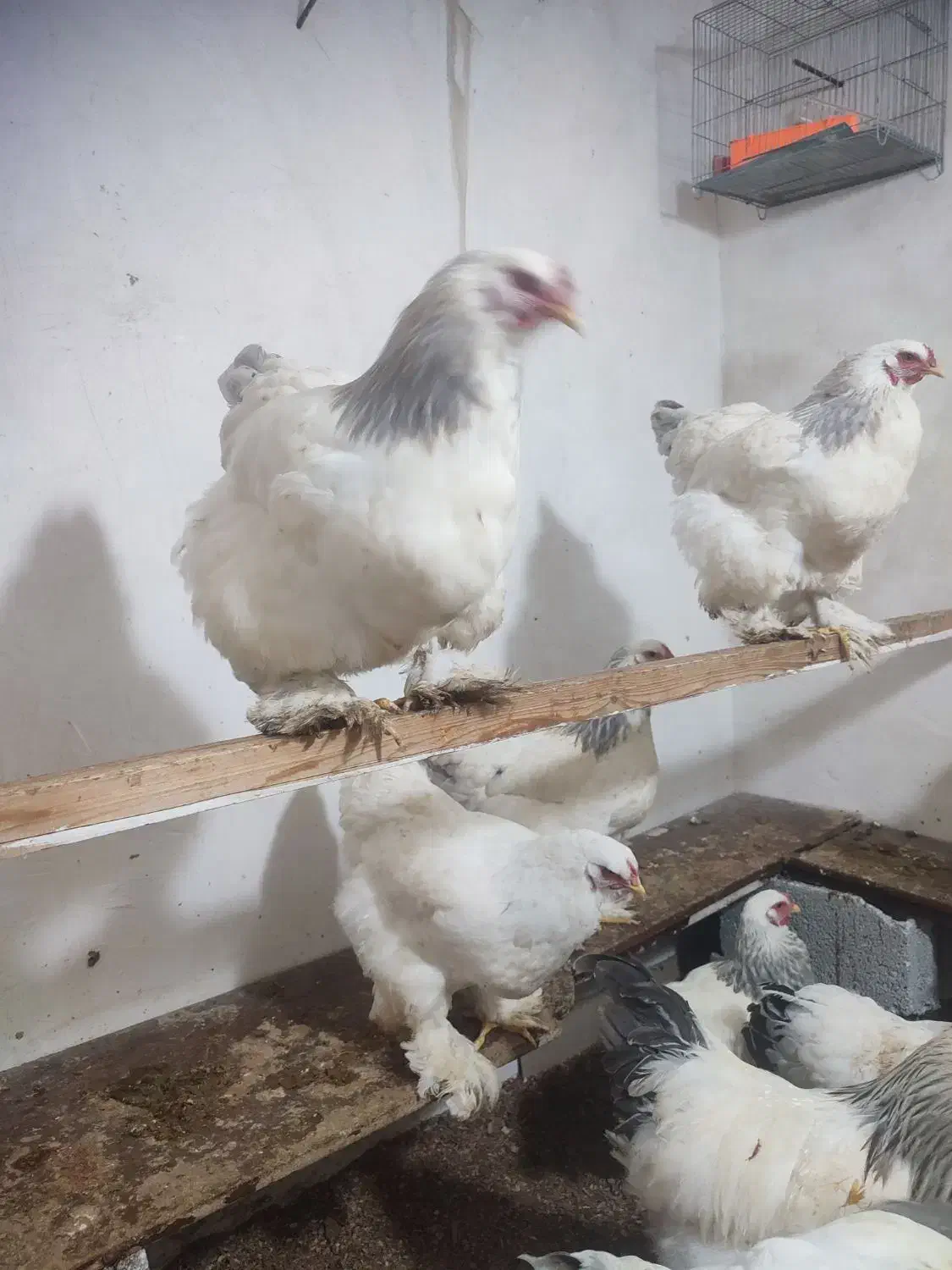 تخم‌مرغ برهمالایت|حیوانات مزرعه|تبریز, |دیوار