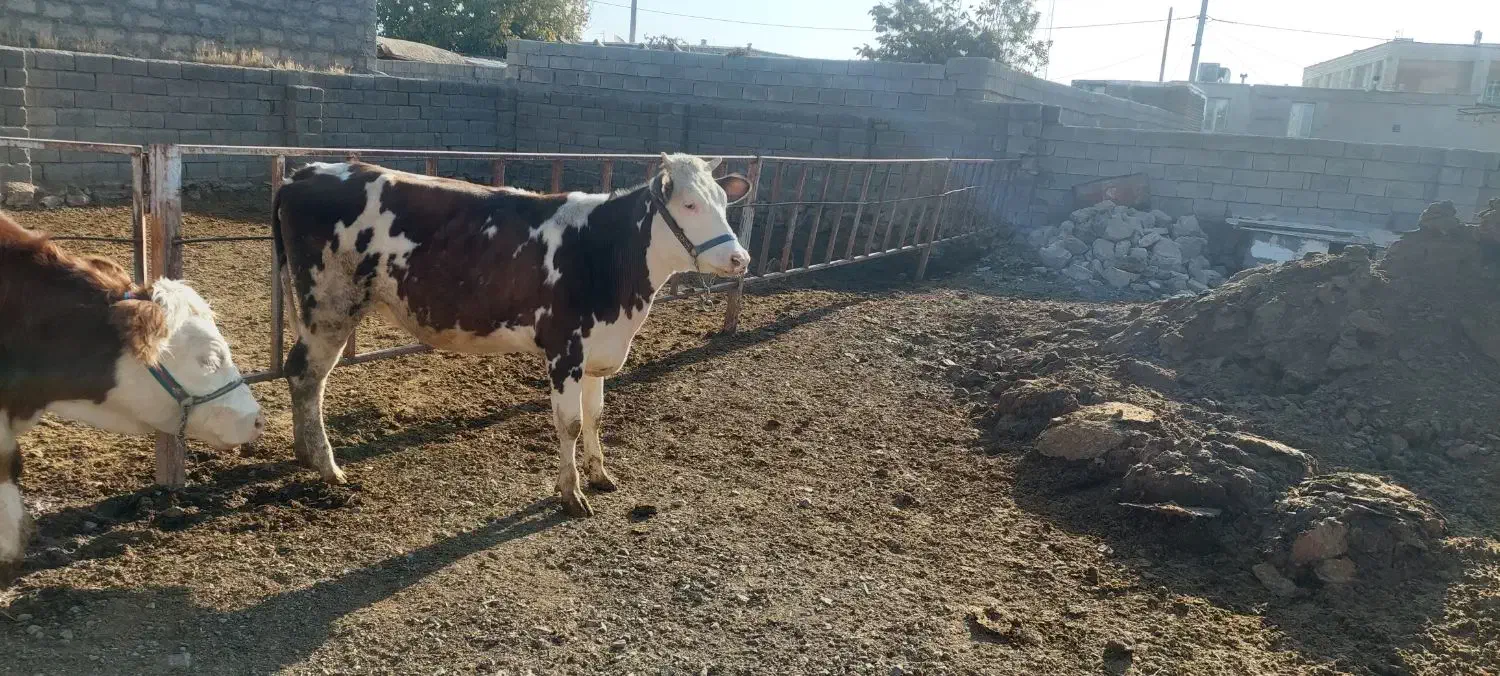 گوساله سیمینتال|حیوانات مزرعه|بیلوار, |دیوار