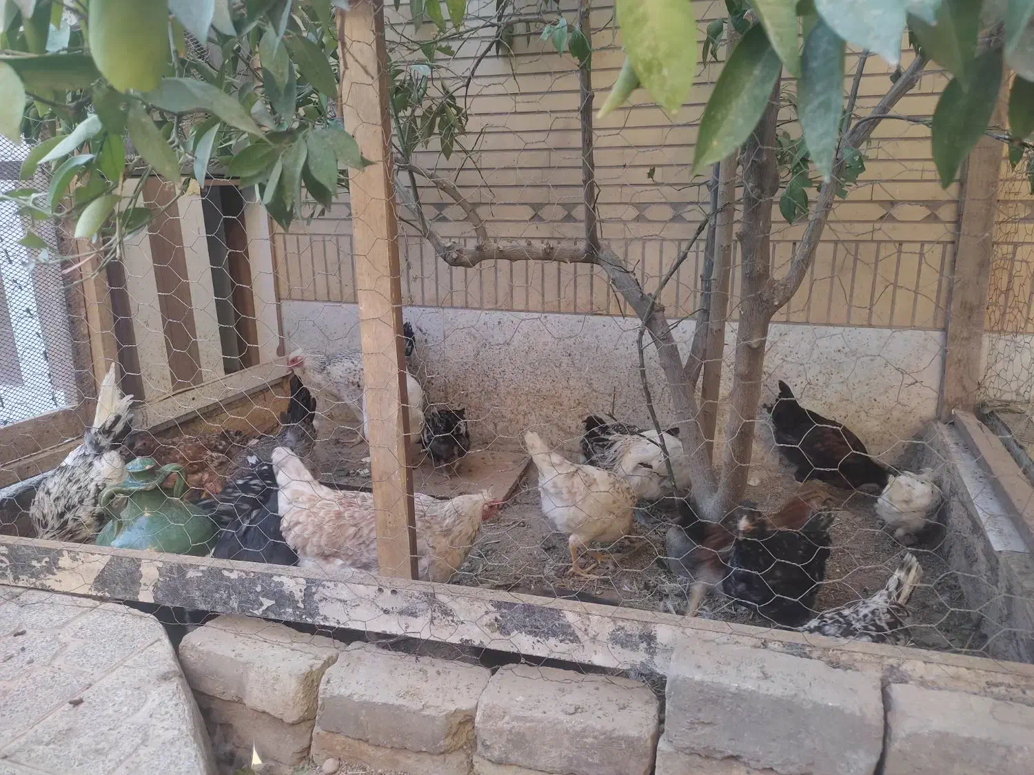 گلین (مرغ و خروس لری عشایری)|حیوانات مزرعه|فولادشهر, C4|دیوار