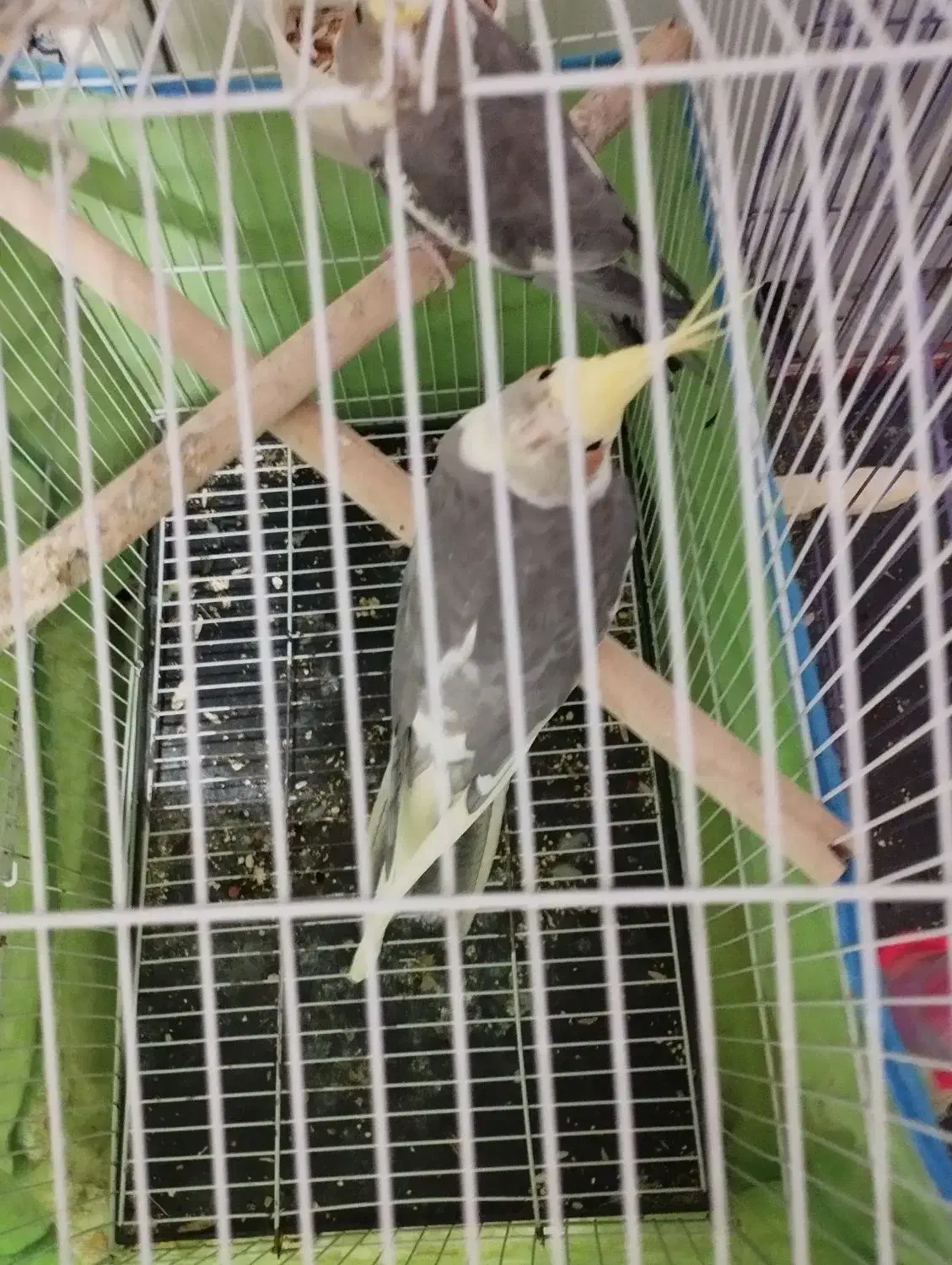 ویژه ویژه عروس هلندی|پرنده|اسلامآباد غرب, |دیوار