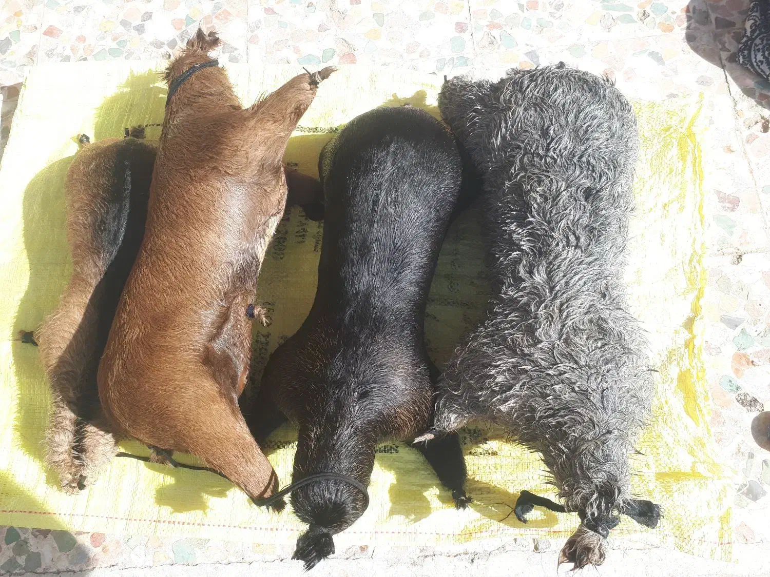 هیزه فروشی|لوازم جانبی حیوانات|خرم‌آباد, |دیوار