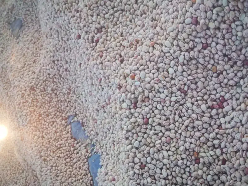 لوبیا چیتی سرحدی|خوردنی و آشامیدنی|جونقان, |دیوار