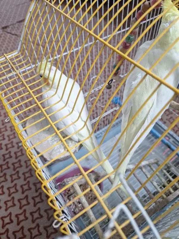 معاوضه عروس هلندی ماده با نر|پرنده|بهبهان, |دیوار