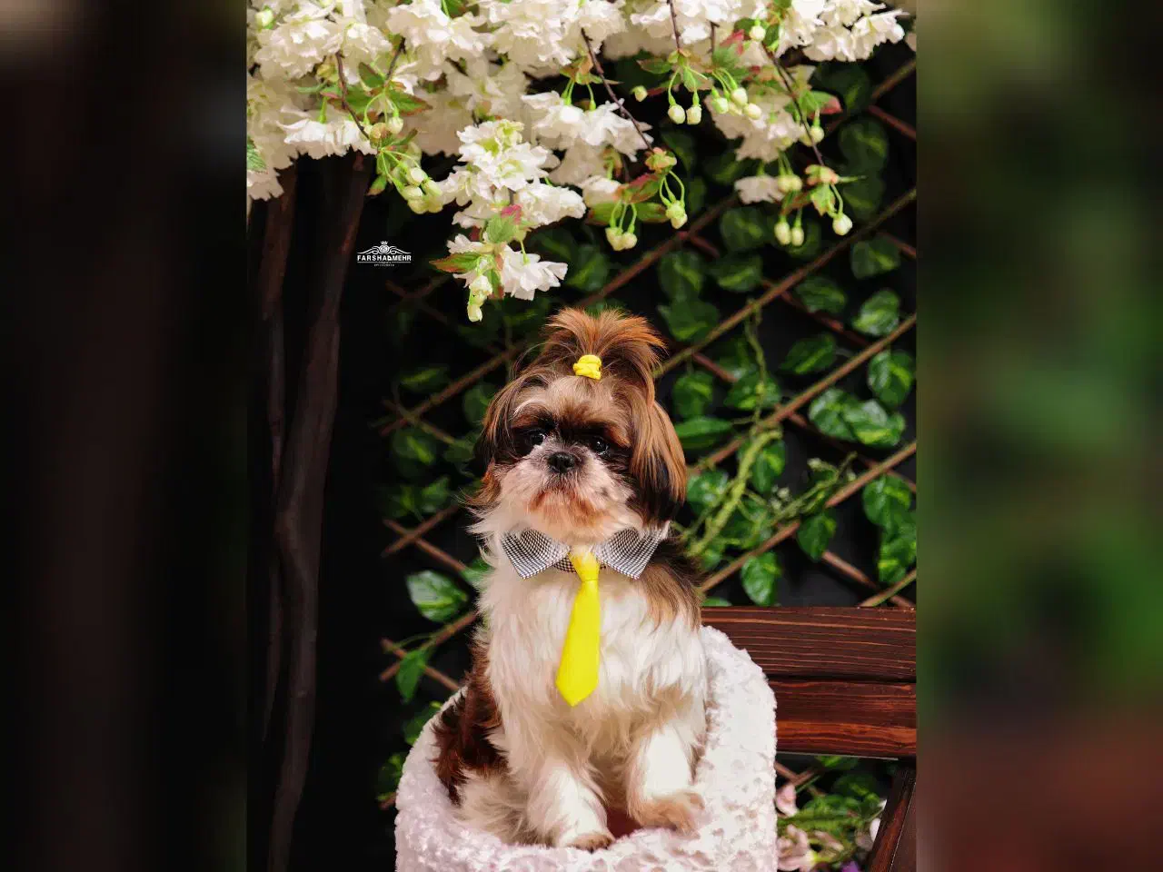 سگ نژاد شیتزو|سگ|رشت, معلم|دیوار