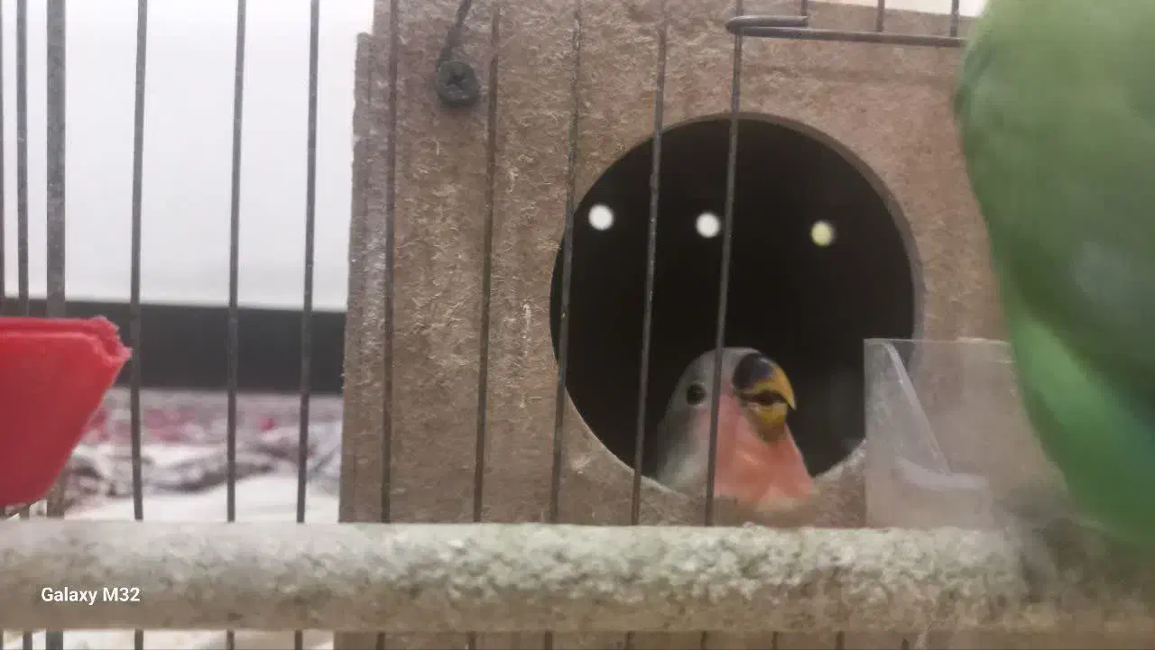 جفت طوطی برزیلی مولد|پرنده|شوشتر, |دیوار