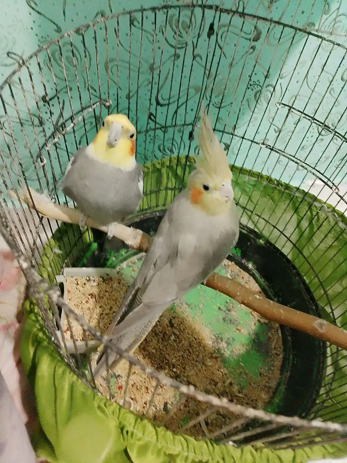 معاوضه ۳ تا عروس هلندی با قناری|پرنده|رشت, چله خانه|دیوار