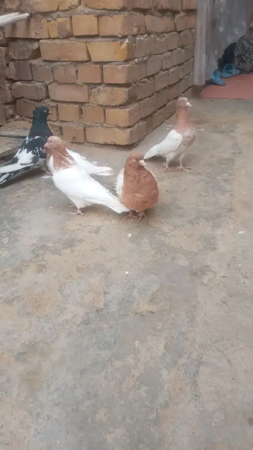 کفترفروشی...|پرنده|تایباد, |دیوار