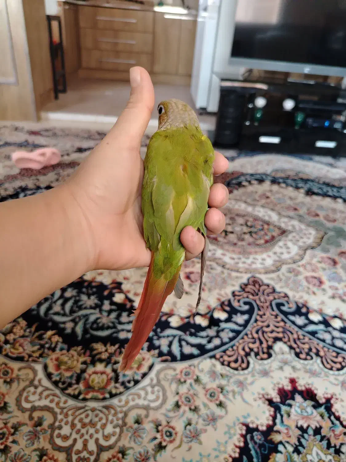 پرنده گیرینچیک آناناسی|پرنده|شیراز, دلجو|دیوار