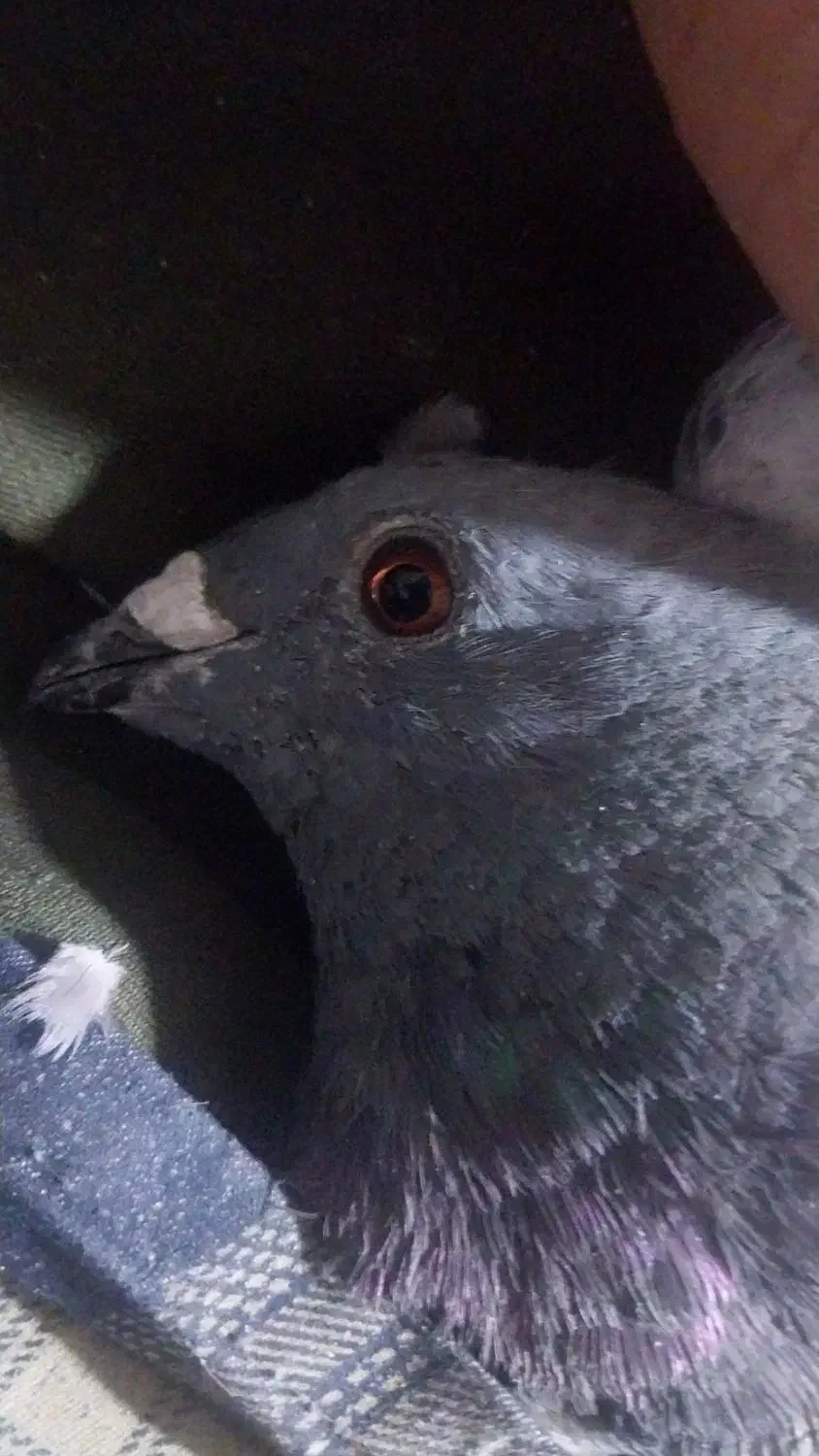 کبوتر نسل دار|پرنده|فردوس (خراسان), |دیوار