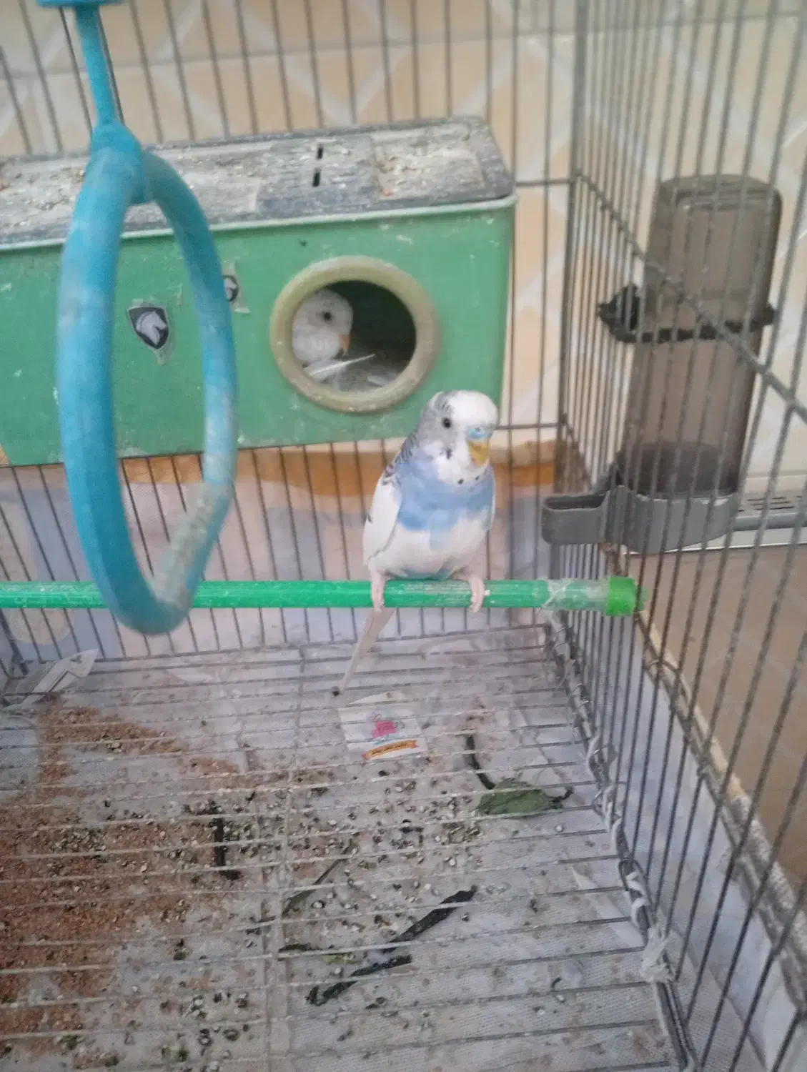 مرغ عشق|پرنده|کرمانشاه, |دیوار