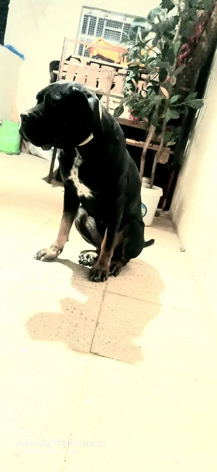 ماده سگ کن کورسو|سگ|ملایر, |دیوار