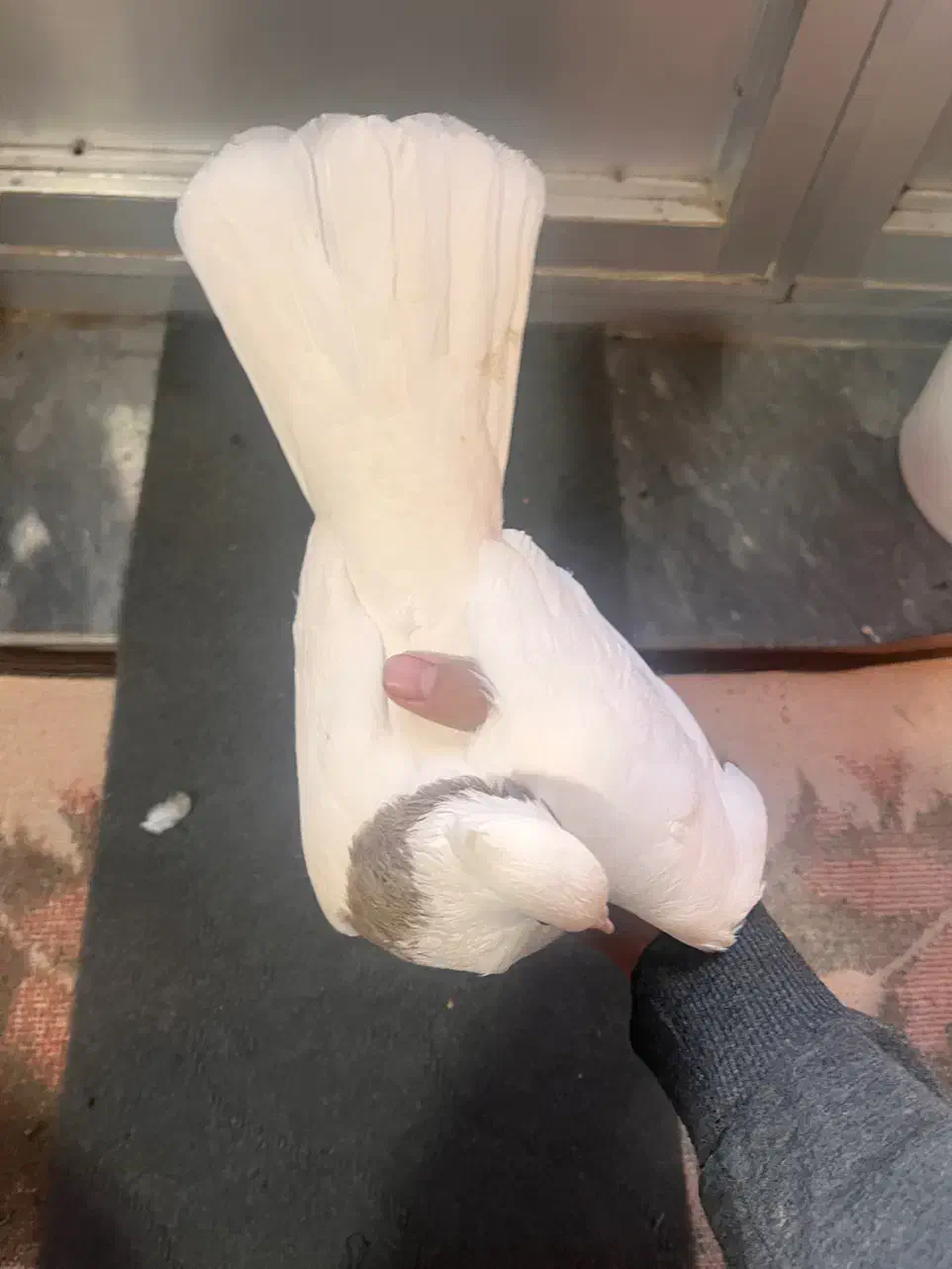 جفت طوقی|پرنده|آذرشهر, |دیوار