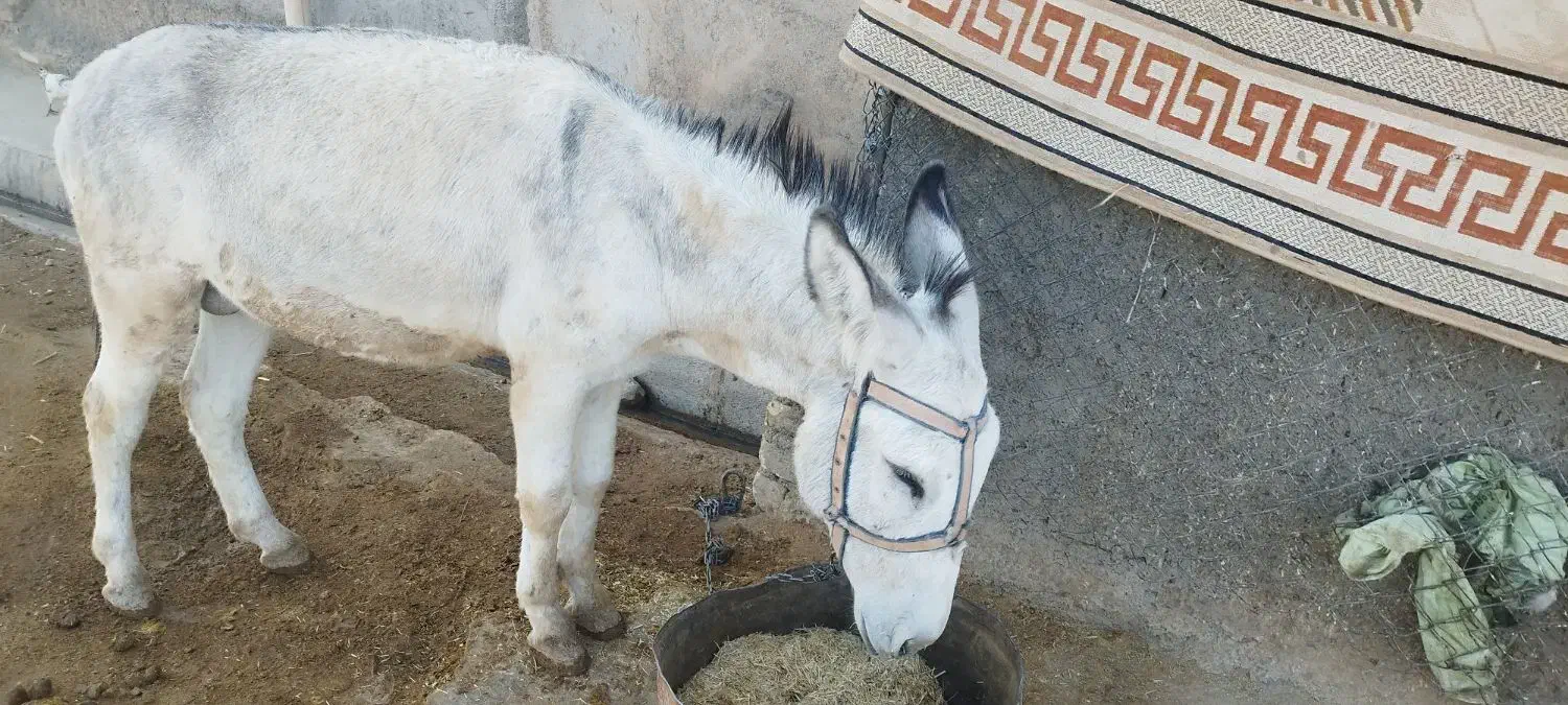 خر جوان|حیوانات مزرعه|کوهدشت, |دیوار