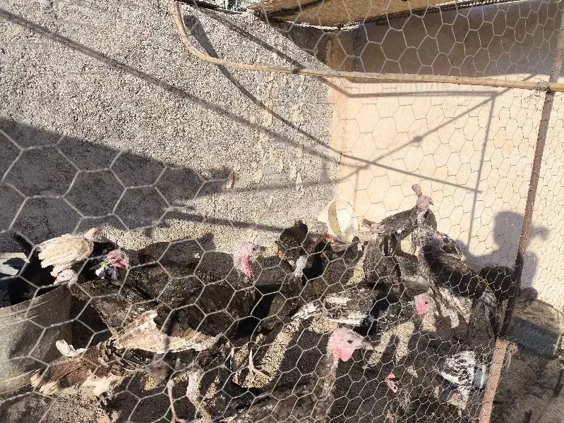 بوقلمون خورموج|حیوانات مزرعه|خورموج, |دیوار