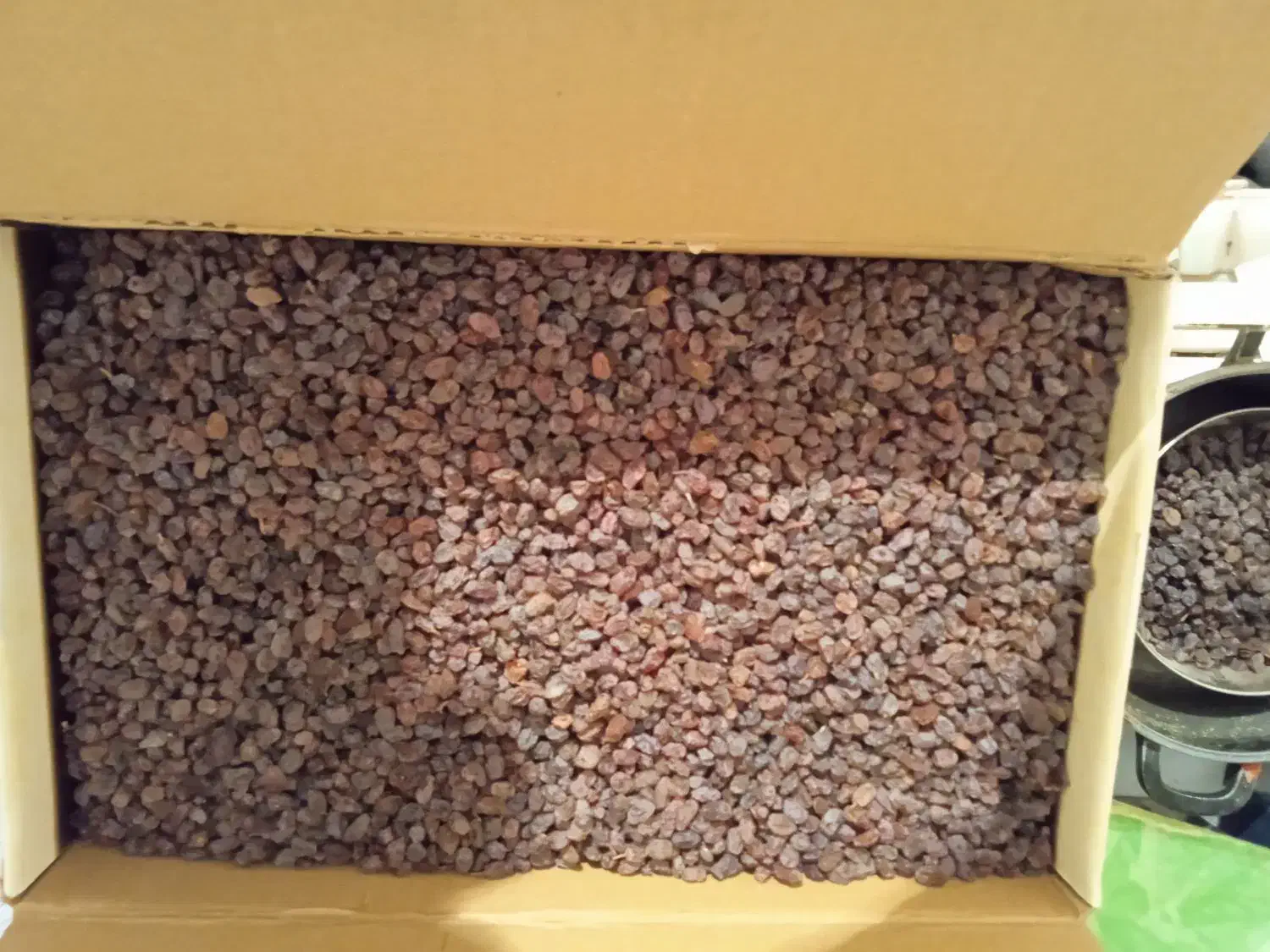 کشمش بیدانه آفتاب خشک|عمدهفروشی|اقبالیه, |دیوار