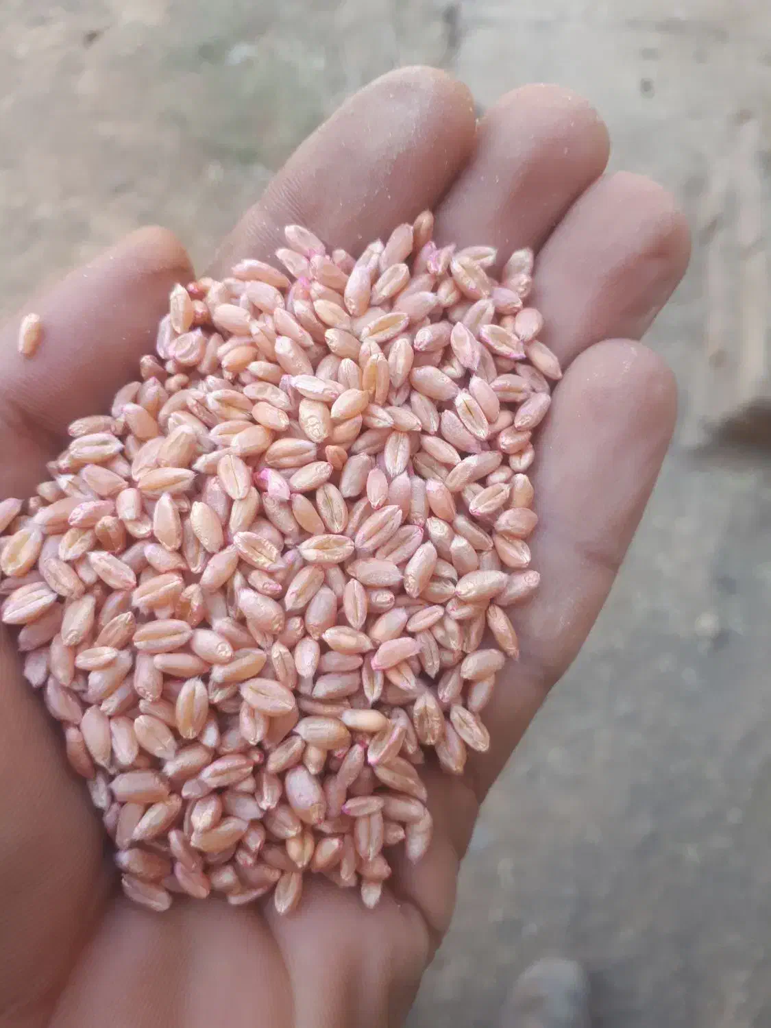 گندم پیشگام|خوردنی و آشامیدنی|بشاریات, |دیوار