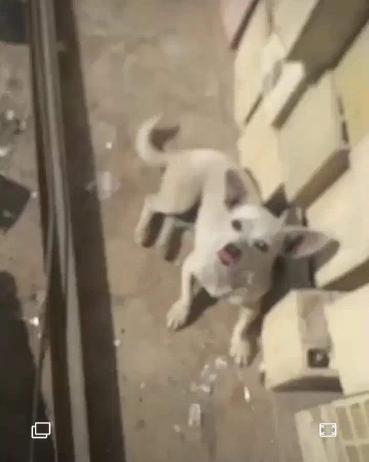 سلام سگ پا کوتا باهوش|سگ|کرمان, |دیوار