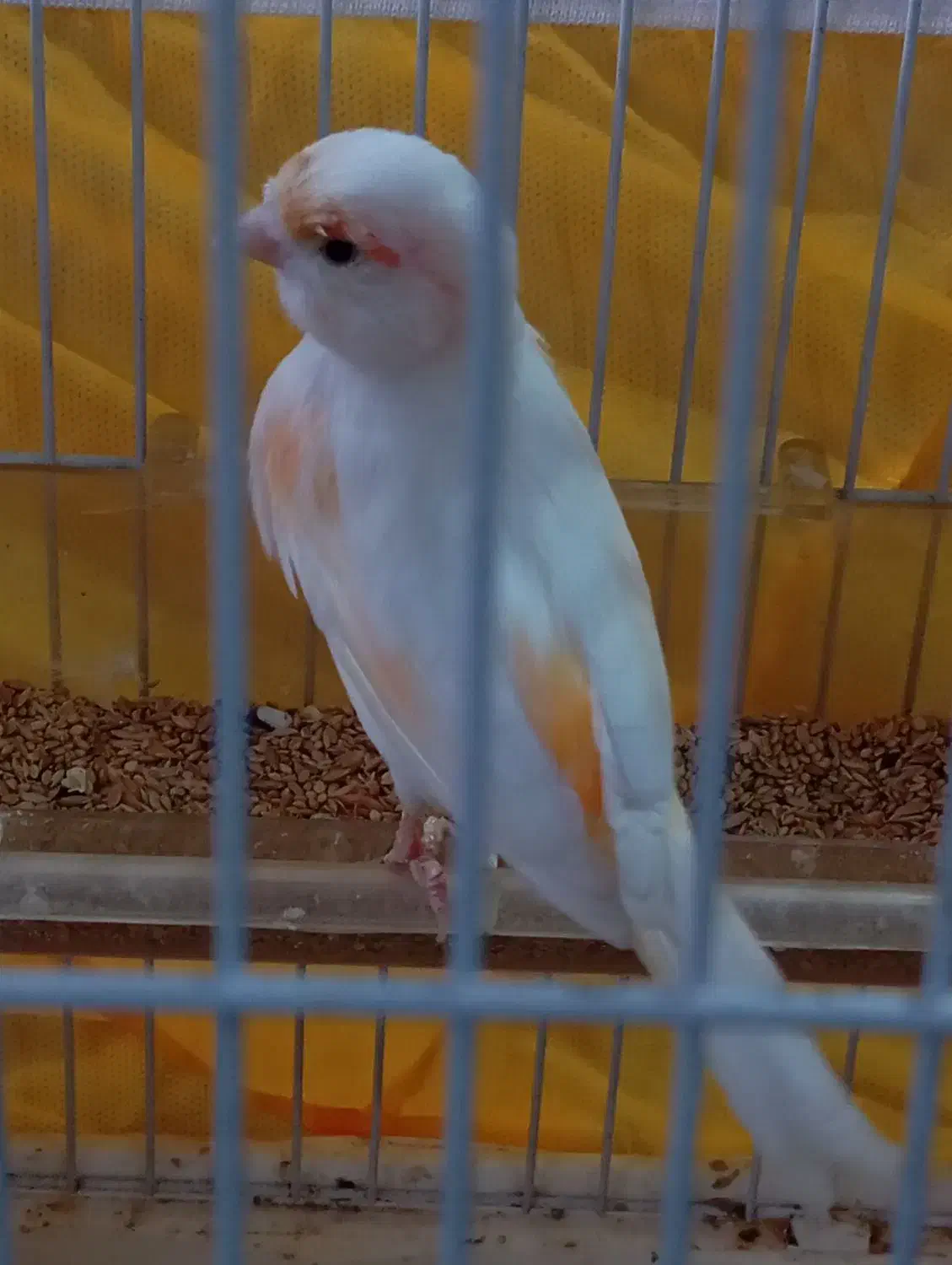 قناری ماده سفید لیمویی خیلی زیبا|پرنده|اسلام‌شهر, مظفریه|دیوار