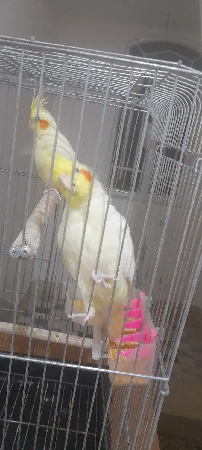 ۲ عدد عروس هلندی رام|پرنده|خزل, |دیوار